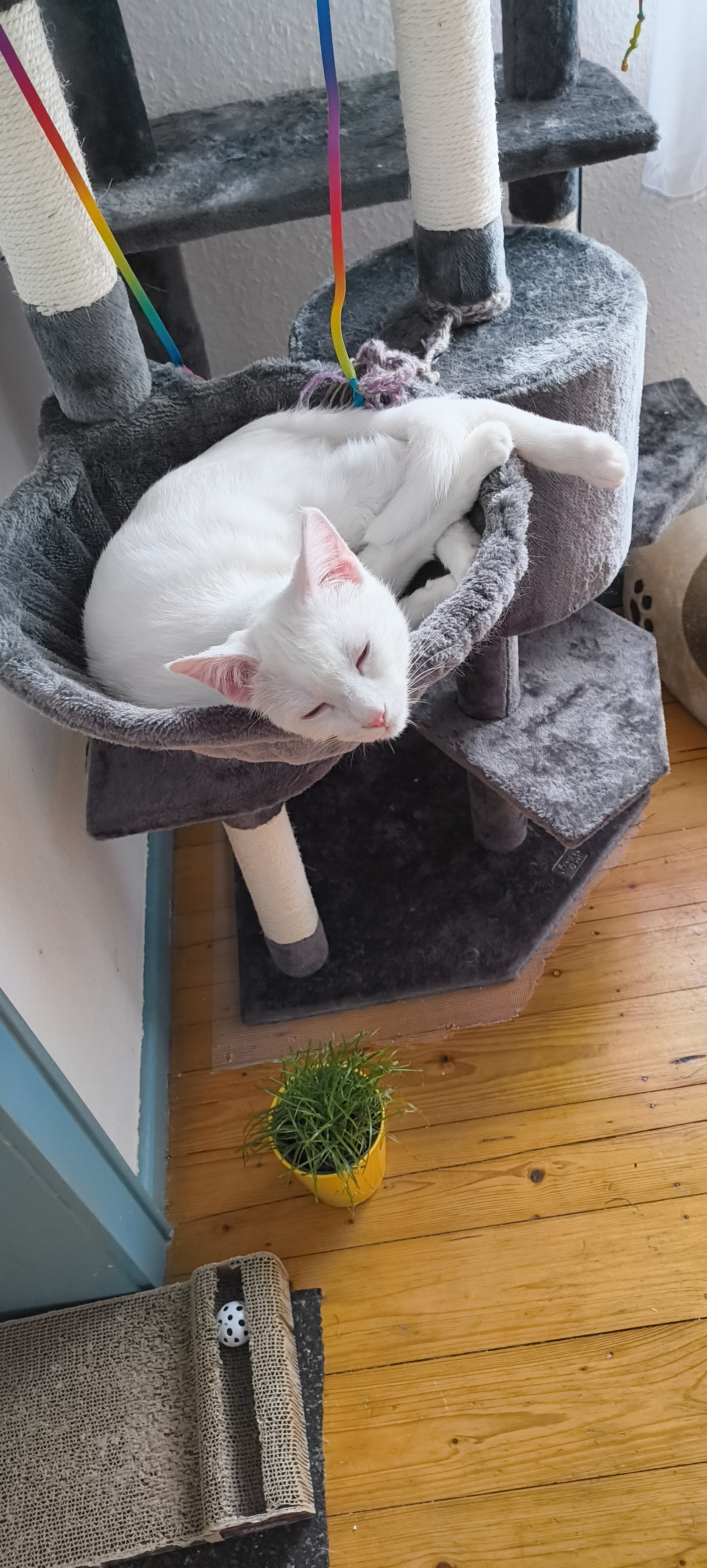 Spike und Snow_IMG_20250223_114011424.jpg